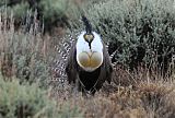 Gunnison Sage-Grouse